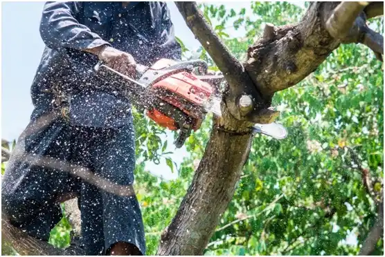 tree services Jayton